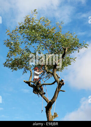 A tree surgeon lumberjack works up a tree cutting off branches and and then the tree trunk Stock Photo