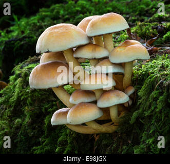 Hypholoma fasciculare, commonly known as the sulphur tuft Stock Photo