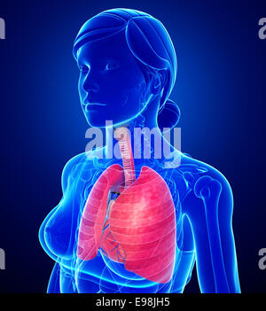Illustration of female lungs anatomy Stock Photo