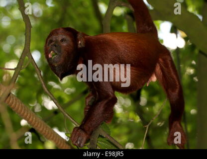 Venezuelan red howler monkey (Alouatta seniculus) in a tree, eating fruit at Apenheul Primate Zoo, Apeldoorn, The Netherlands Stock Photo