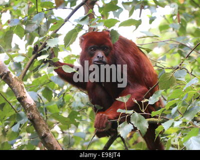 Venezuelan red howler monkey (Alouatta seniculus) in a tree Stock Photo