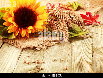 Summer or fall background with a vivid yellow fresh sunflower and freshly harvested ripe ears of wheat on a square of hessian fabric on rustic wooden boards with copyspace Stock Photo