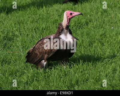 African Hooded vulture (Necrosyrtes monachus) Stock Photo