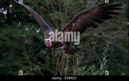 African Hooded vulture (Necrosyrtes monachus) in flight Stock Photo