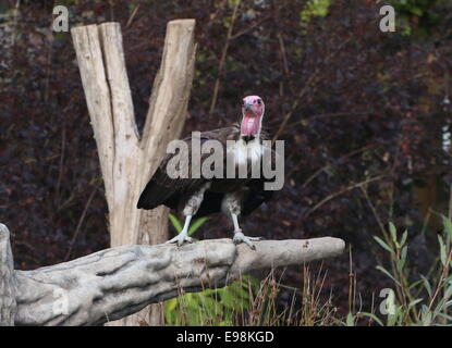 African Hooded vulture (Necrosyrtes monachus) Stock Photo