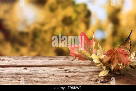 Twig with colorful withering autumn leaves depicting their life cycle with the changing seasons lying on a rustic wooden table in a fall garden, with copyspace Stock Photo