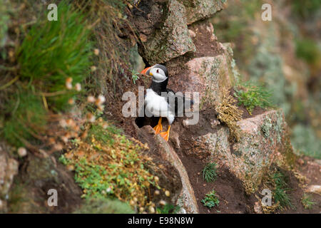 Comical and colourful Puffin on the rocky coast near Bullers of Buchan Stock Photo