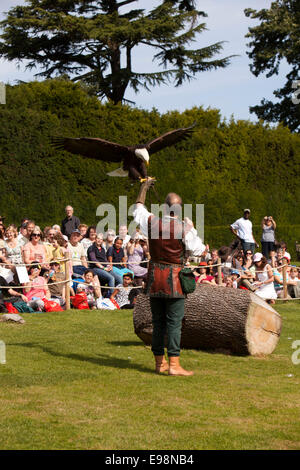 UK, England, Warwickshire, Warwick Castle, falconry display American bald eagle landing on gauntlet Stock Photo