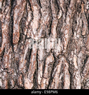 abstract pattern of rough brown bark on old pine tree Stock Photo