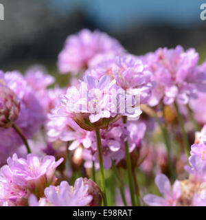 armeria maritima maritima or more commonly known as Thrift Stock Photo
