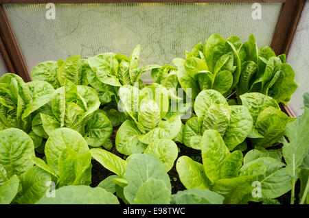 Cos lettuce growing in a cold frame in autumn Stock Photo