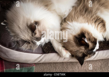 Two Ragdoll cats asleep on a pet bed Stock Photo