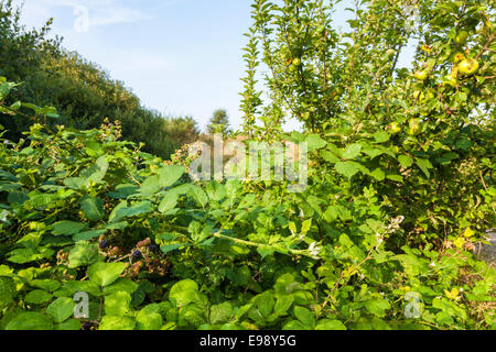Wild fruit: blackberry bush and apple tree in mid Summer, Nottinghamshire, England, UK Stock Photo