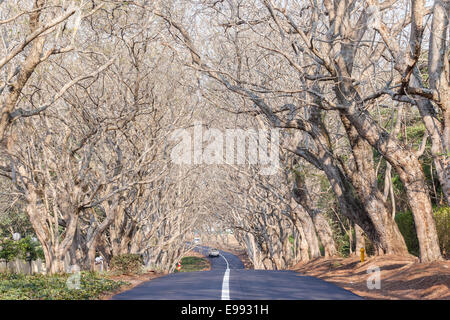 Countryside road new asphalt tarred road white solid line with trees and  hedges in scenic residential neighborhood Stock Photo