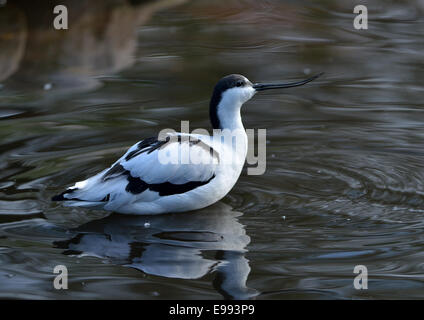 Avocet Recurvirostra avosetta A distinctively-patterned black and white wader with a long up-curved beak. Stock Photo
