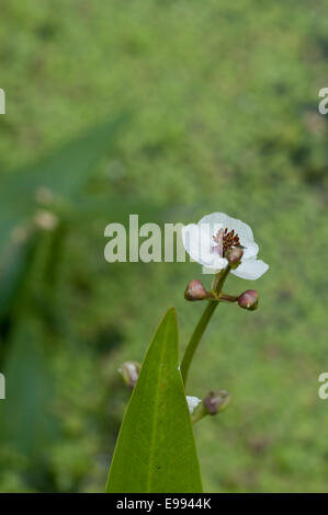 A single flower of Arrowhead against a green background taken on the River Chelmer in Chelmsford, Essex Stock Photo