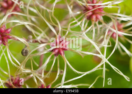 An abstract pattern formed by a close up shot of  the fresh seeds of Traveler's Joy  before the seeds disperse Stock Photo
