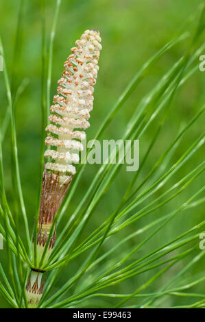 The 'flower' - strobilus- of a Horsetail taken at Cheshunt, Herts also showing the leaves of this plant Stock Photo