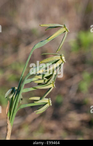 A side view of the green flowered 'daffodil' taken in Northern Morocco Stock Photo