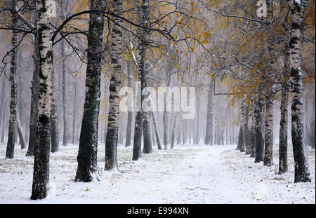 Snowstorm in golden autumn Stock Photo
