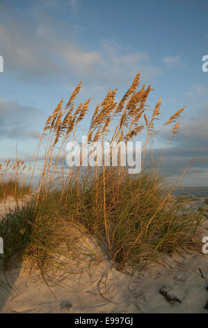 Golden colored sea oats (Uniola paniculata) blowing in the wind atop a sand dune, Daytona Beach, Florida. Stock Photo