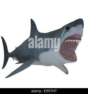 The Great White Shark is the largest predatory fish in the sea and can grow to 26 feet and live to 70 years. Stock Photo