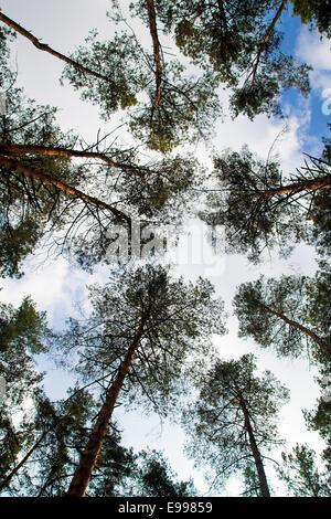 pine forest under cloudy blue sky in mountain Carpathians Stock Photo ...