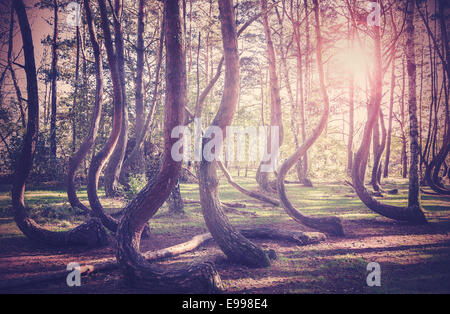 Vintage filtered picture of sunset at mysterious forest. Stock Photo