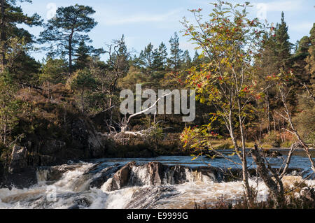 Looking west along the tumbling waters of Garbh Uisge, Glen Affric, Highlands, Scotland with Rowan Tree in the foreground Stock Photo
