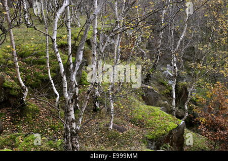 Silver Birch trees on the edge of Bolehill quarry in the Peak District, Derbyshire. Stock Photo