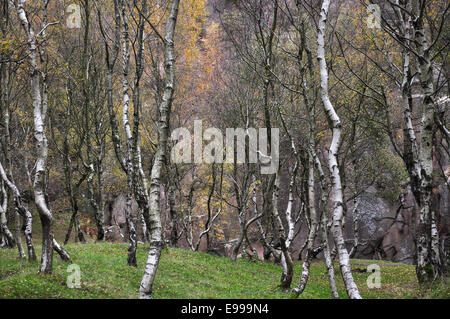 Silver Birch trees in Bolehill quarry in the Peak District, Derbyshire. Stock Photo