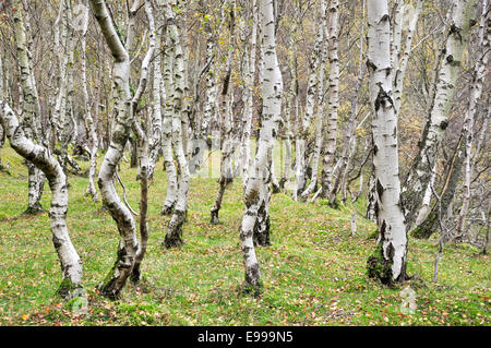 Silver Birch trees with white bark in Bolehill quarry near Hathersage in the Peak District, Derbyshire, England. Stock Photo