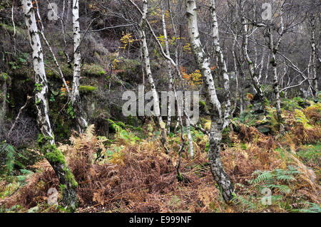 Silver Birch trees on the edge of the quarry at Bolehill in the Peak District in Autumn. Stock Photo