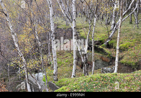 Silver Birch trees on the edge of the quarry at Bolehill in the Peak District in Autumn. Stock Photo