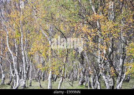 Silver Birch trees at Bolehill quarry, Derbyshire in Autumn. Yellow leaves and white tree trunks. Stock Photo