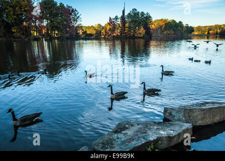 Canada geese swim on the lake as sunset lights the colorful Autumn trees beyond the Carillon at Stone Mountain Park in Atlanta. Stock Photo