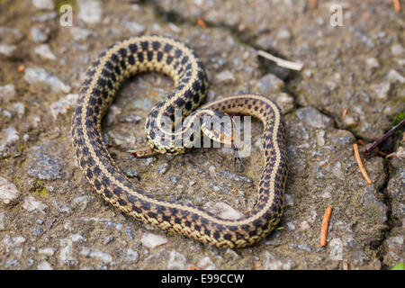 Young Eastern Garter snake (Thamnophis sirtalis sirtalis) on pavement - Virginia USA Stock Photo