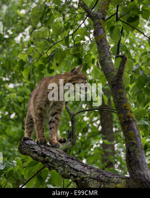 Bobcat in a tree in the rain, near Sandstone, Minnesota, USA Stock Photo