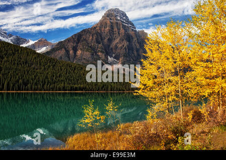 Autumn gold aspen along Waterfowl Lake with Mt Chephren in Alberta's Canadian Rockies and Banff National Park.