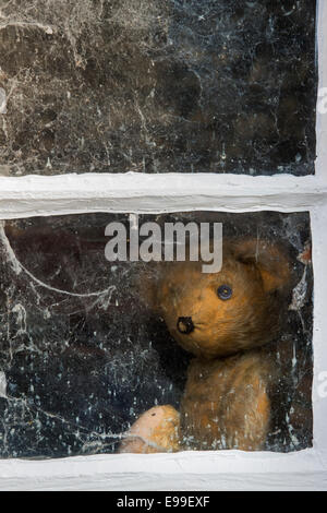 Threadbare One Eyed Teddy bear looking out of an old shed window covered in cobwebs Stock Photo