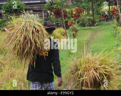 Sablayan, Philippines. 22nd October, 2014. Prisoners at Samblayan Penal Compound in Occidental Mindoro are allowed to live outside prison cell where inmates can do freely farming, fishing, and tour guide for bird watchers at Mt. Siburan lowland forest and live like “free people” doing their daily chores as if they are free people living inside the prison compound.  © Sherbien Dacalanio / Alamy Live News Stock Photo