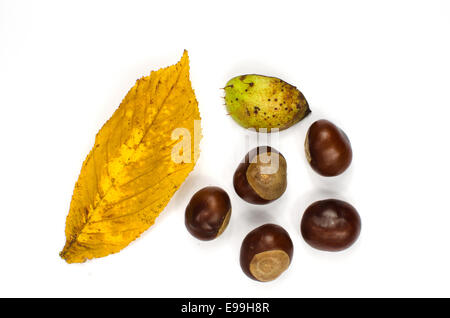 Sweet chestnuts still life decoration on white background Stock Photo