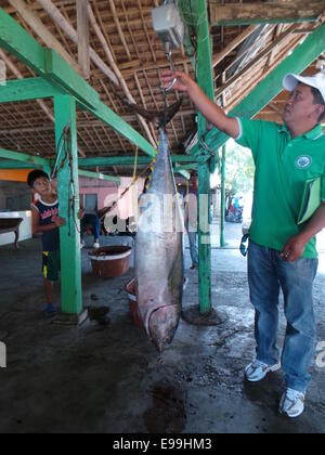 Sablayan, Philippines. 22nd October, 2014. Sablayan town is composed of 11 coastal villages and fishing is the main source of income of the people living near the sea. Due to the efforts of the local government to protect marine sanctuaries and tough fishing laws, Sablayan is harvesting big catch. Since 2010, Sablayan is harvesting gigantic tuna for exports. The town also is the main producer of fish in MIMAROPA region. © Sherbien Dacalanio / Alamy Live News Stock Photo