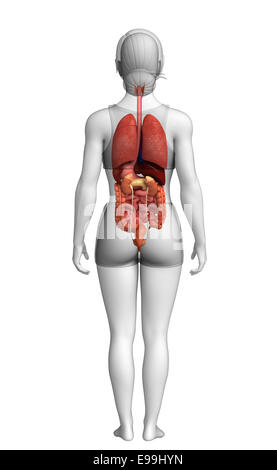 Illustration of female digestive system back view Stock Photo