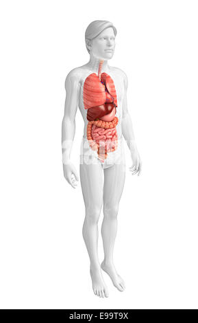 Illustration of male digestive system artwork Stock Photo