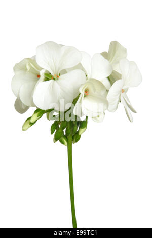 Blossoming white geranium Stock Photo