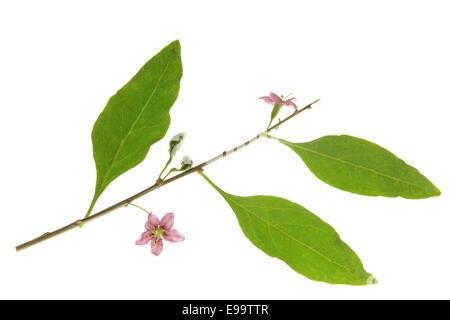 Goji or Wolfberry (Lycium barbarum) Stock Photo