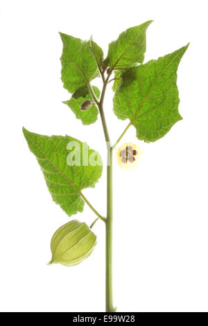 Cape Gooseberry 5 Stock Photo - Alamy