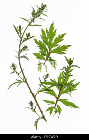 Mugwort (Artemisia vulgaris) Stock Photo