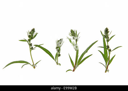Mugwort (Artemisia vulgaris) Stock Photo
